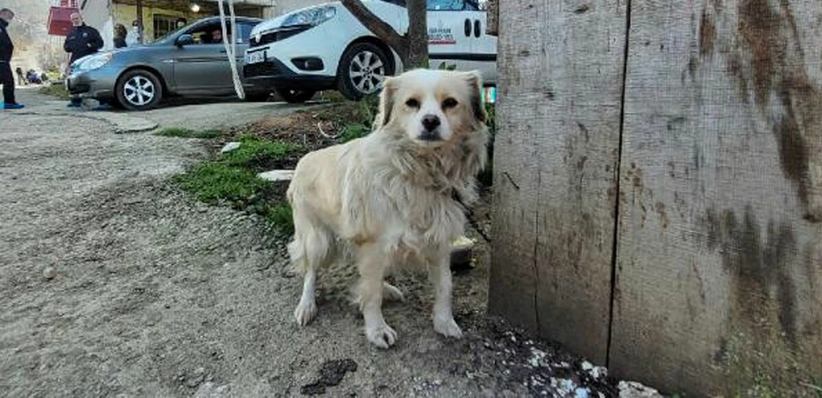 Sıla Şentürk'ün katilinin yeni vukuatları ortaya çıktı! Hırsızlık, sapıklık, tehdit, adam yaralama..