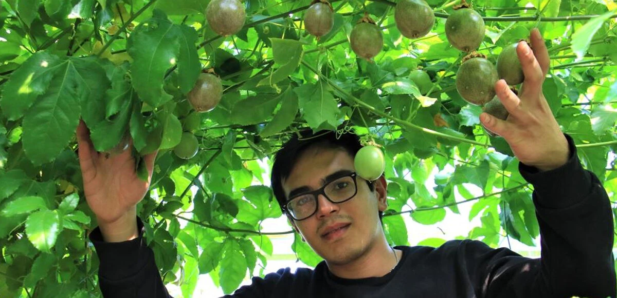 Bir fidanı 10 yıl meyve veren çarkıfelek kilosu 100 TL’den satılıyor