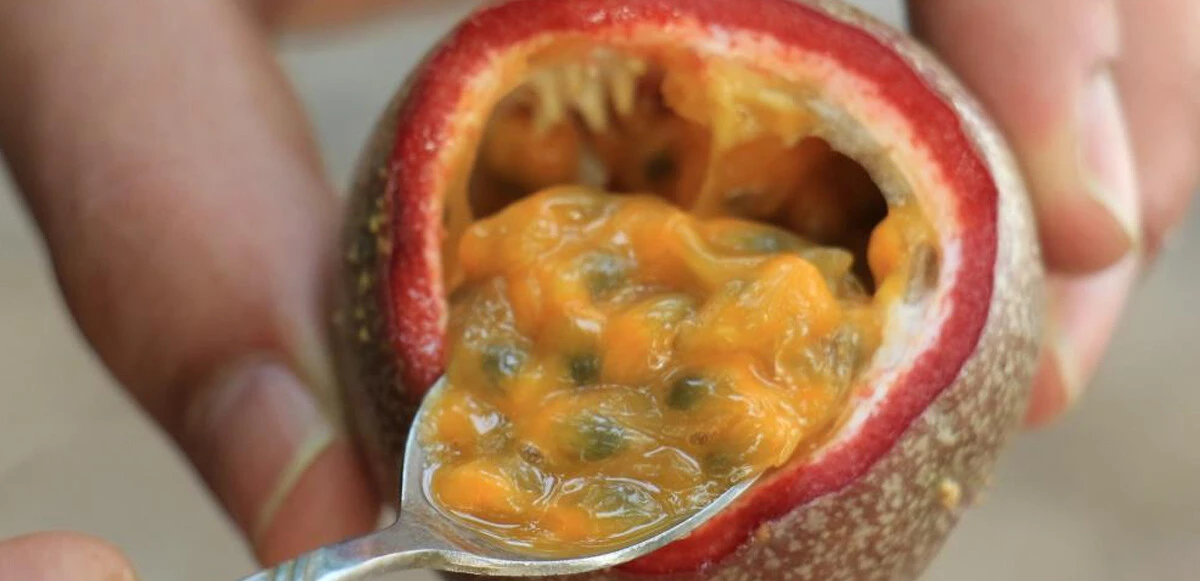 Bir fidanı 10 yıl meyve veren çarkıfelek kilosu 100 TL’den satılıyor