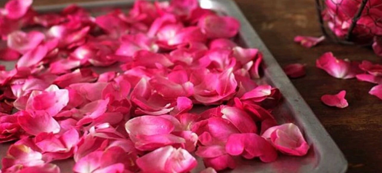 Gül suyunun faydaları nedir, neye iyi gelir? Cilde, saça ve sivilcelere özel doğal gül suyu formülü!
