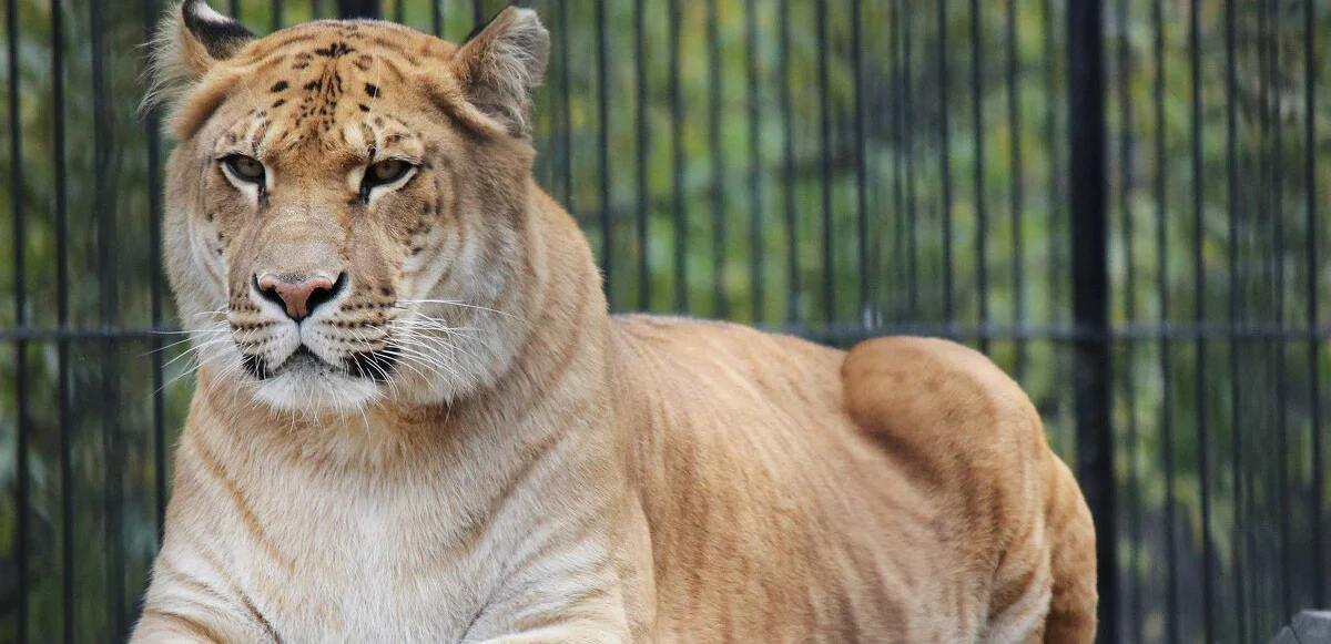 Savaşın unutulan yüzü! Hayvanlar açlık ve korku içinde yardım eli bekliyor