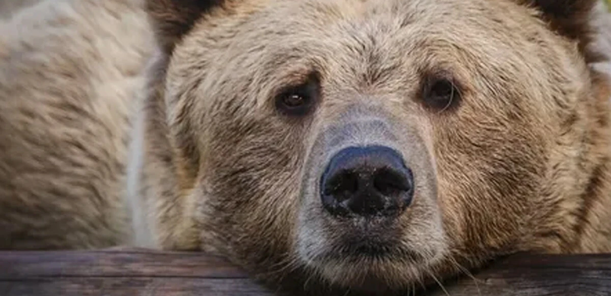 Savaşın unutulan yüzü! Hayvanlar açlık ve korku içinde yardım eli bekliyor