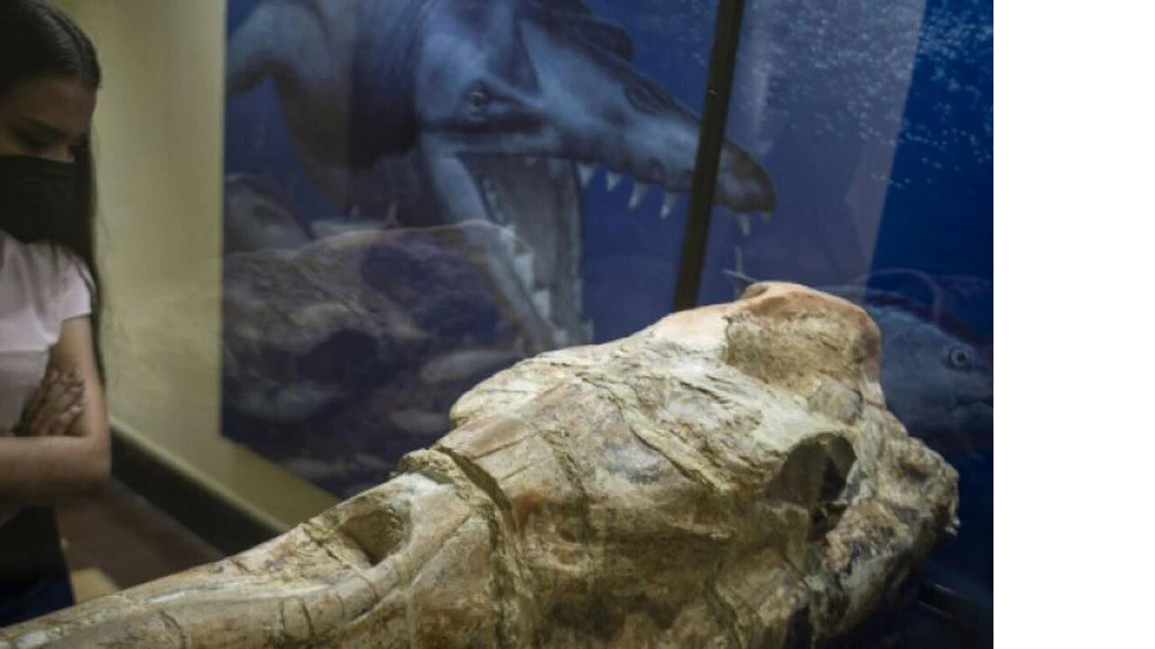 Peru çölünde 36 milyon yıllık balina fosili bulundu