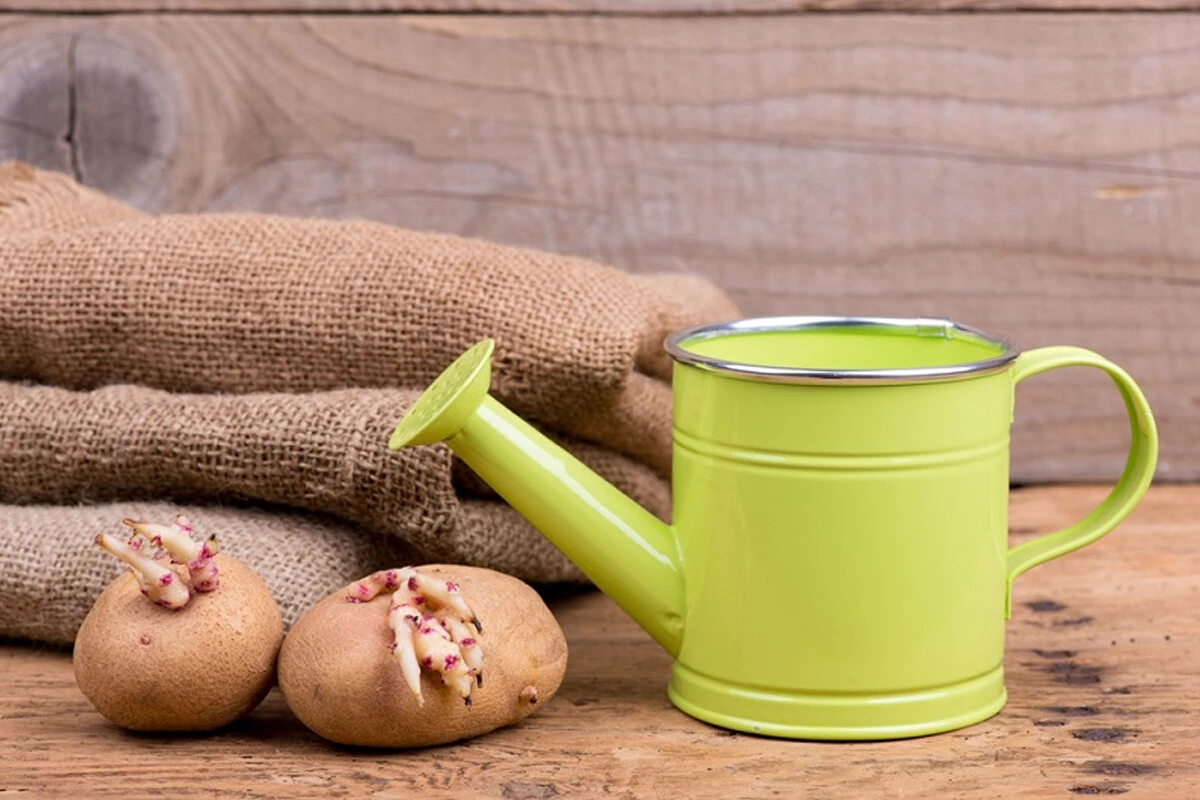 Filizlenmiş patates uyarısı: Sakın yemeyin, ciddi zehirlenmelere yol açıyor