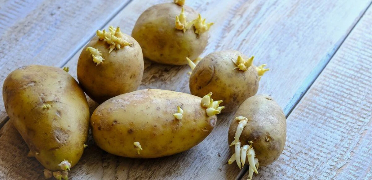 Filizlenmiş patates uyarısı: Sakın yemeyin, ciddi zehirlenmelere yol açıyor