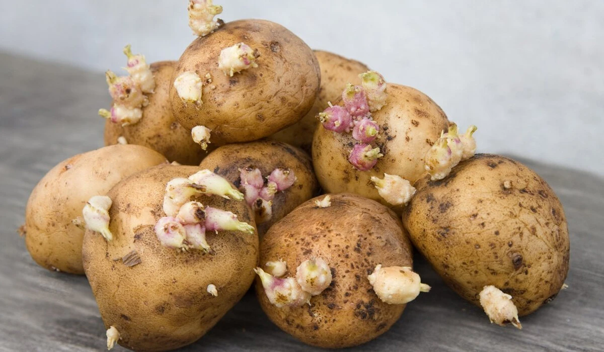 Filizlenmiş patates uyarısı: Sakın yemeyin, ciddi zehirlenmelere yol açıyor