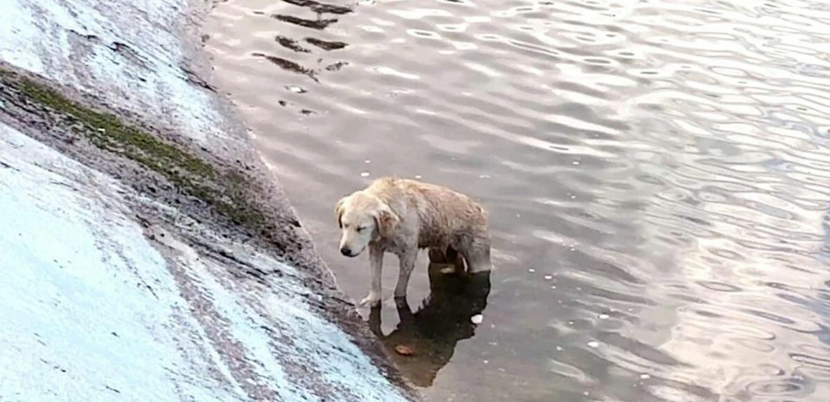 Az kalsın donuyordu: İtfaiye eri, göletten kurtardığı köpeği montuyla ısıttı