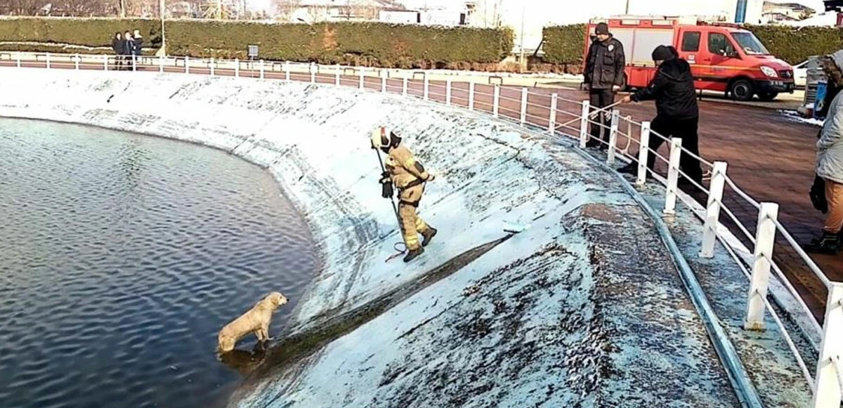 Az kalsın donuyordu: İtfaiye eri, göletten kurtardığı köpeği montuyla ısıttı