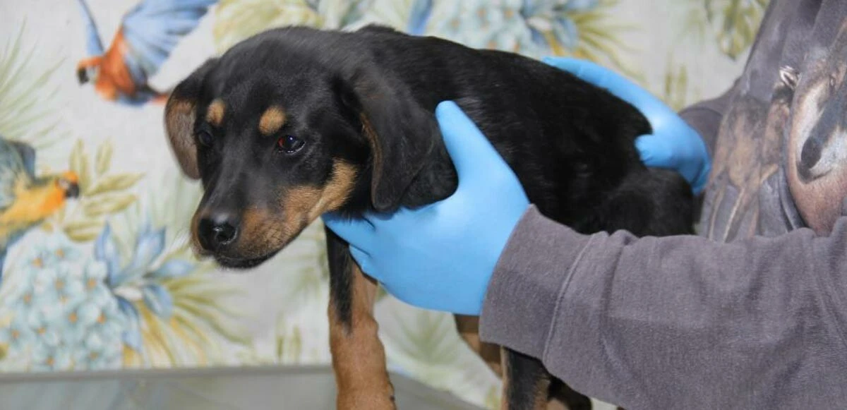 Mersin'de yavru köpeğe işkence! Kafasını duvara çarptı, 15 metre yüksekten aşağı attı