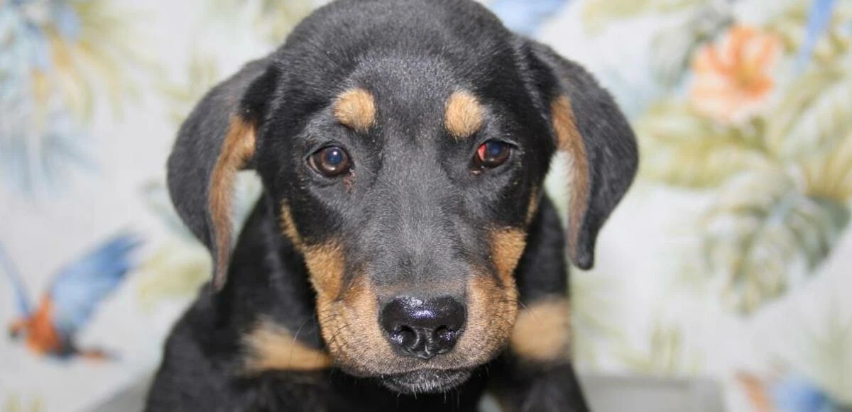 Mersin'de yavru köpeğe işkence! Kafasını duvara çarptı, 15 metre yüksekten aşağı attı