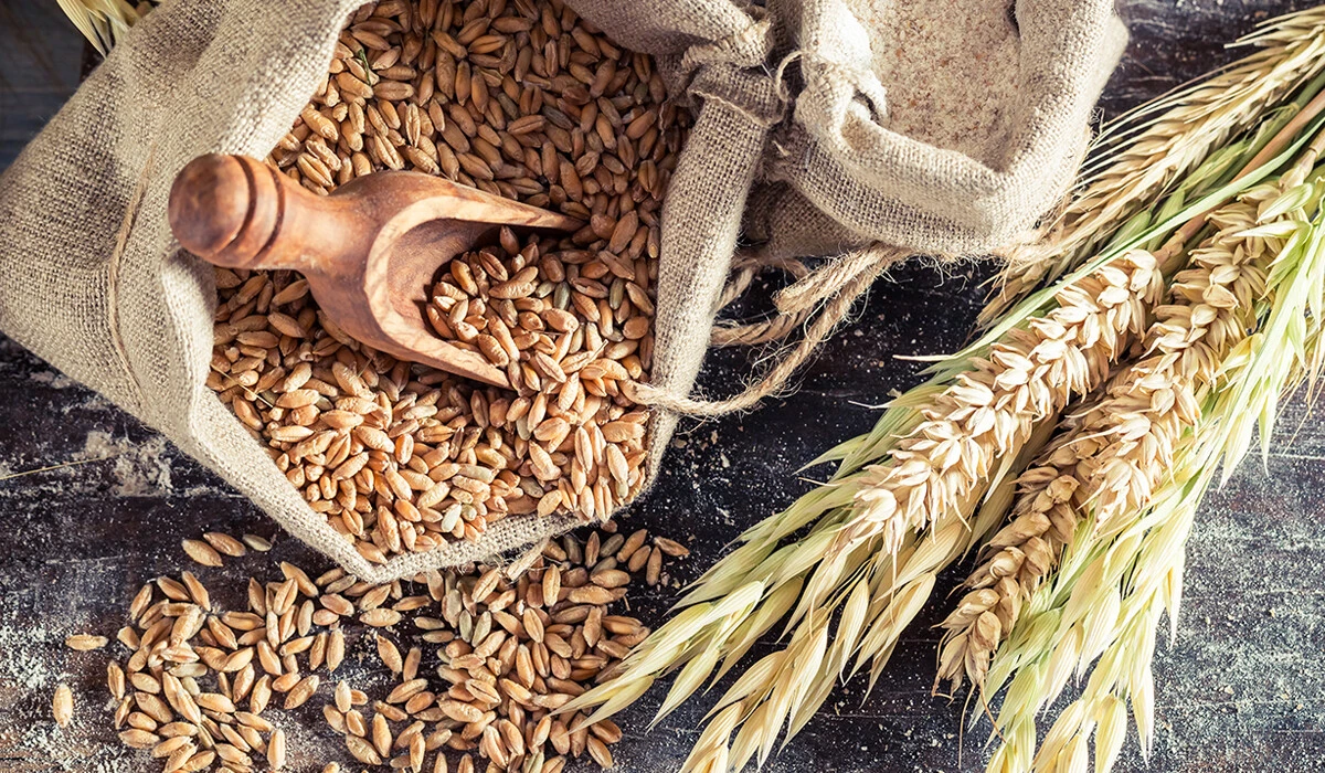 Buğdayın faydaları ve zararları nelerdir? Organik tam tahıl insülin açlığını düşürüyor