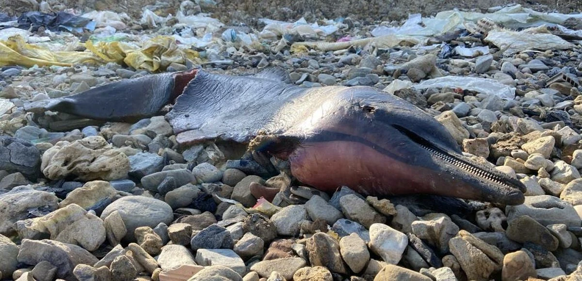 Eyüpsultan sahilinde korkutan görüntü! Onlarca yunus balığı kıyıya vurdu