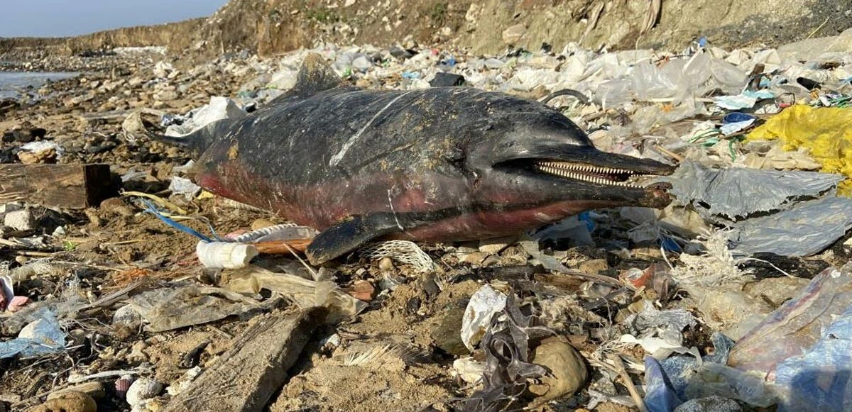 Eyüpsultan sahilinde korkutan görüntü! Onlarca yunus balığı kıyıya vurdu