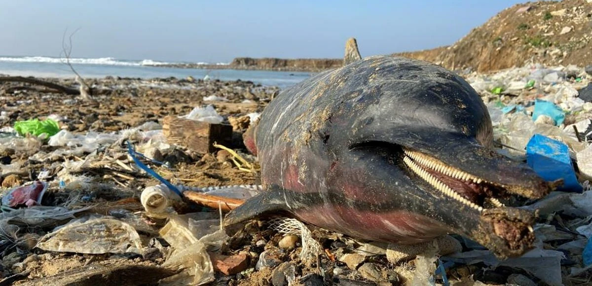 Eyüpsultan sahilinde korkutan görüntü! Onlarca yunus balığı kıyıya vurdu