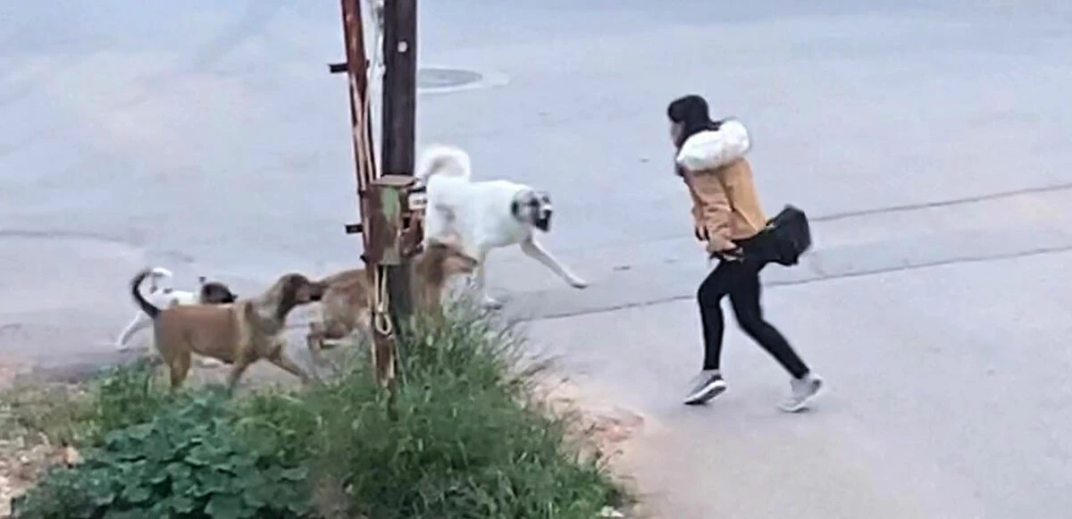 Köpekler genç kıza sokak ortasında saldırdı