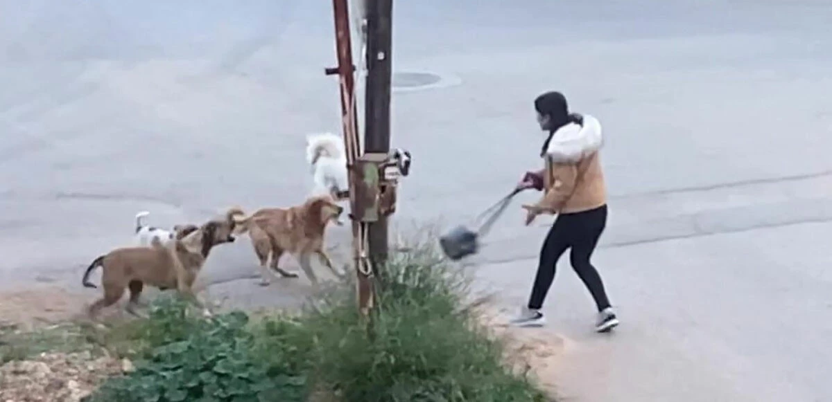 Köpekler genç kıza sokak ortasında saldırdı