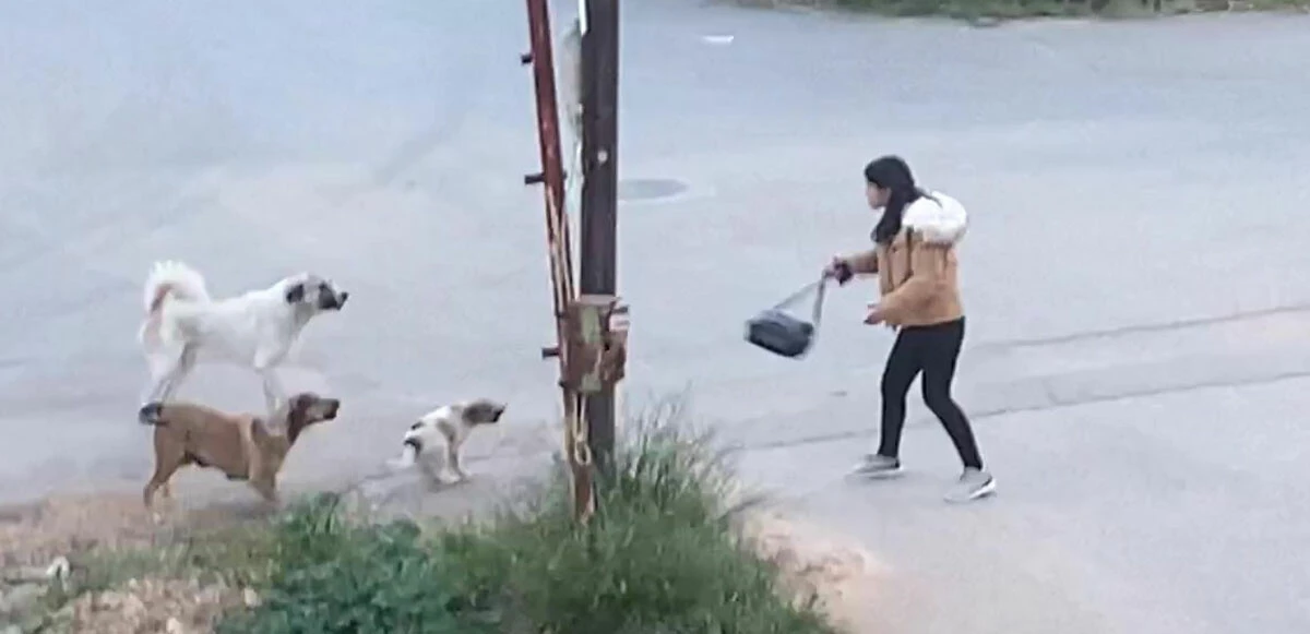 Köpekler genç kıza sokak ortasında saldırdı