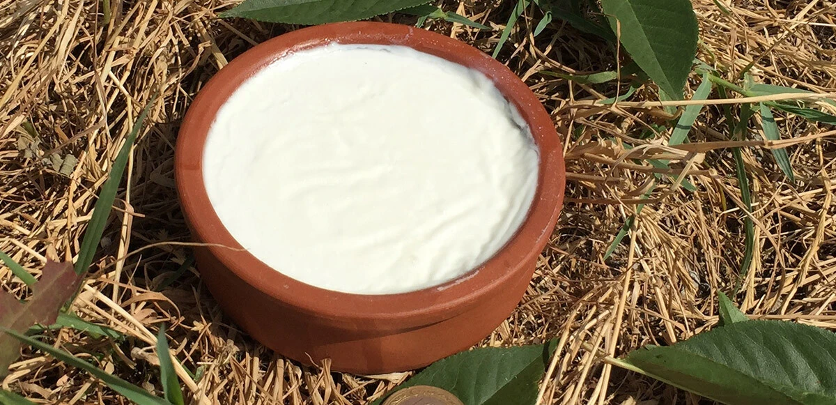 Manda yoğurdu neye iyi gelir? Manda yoğurdu ne kadar? Tam bir şifa deposu…