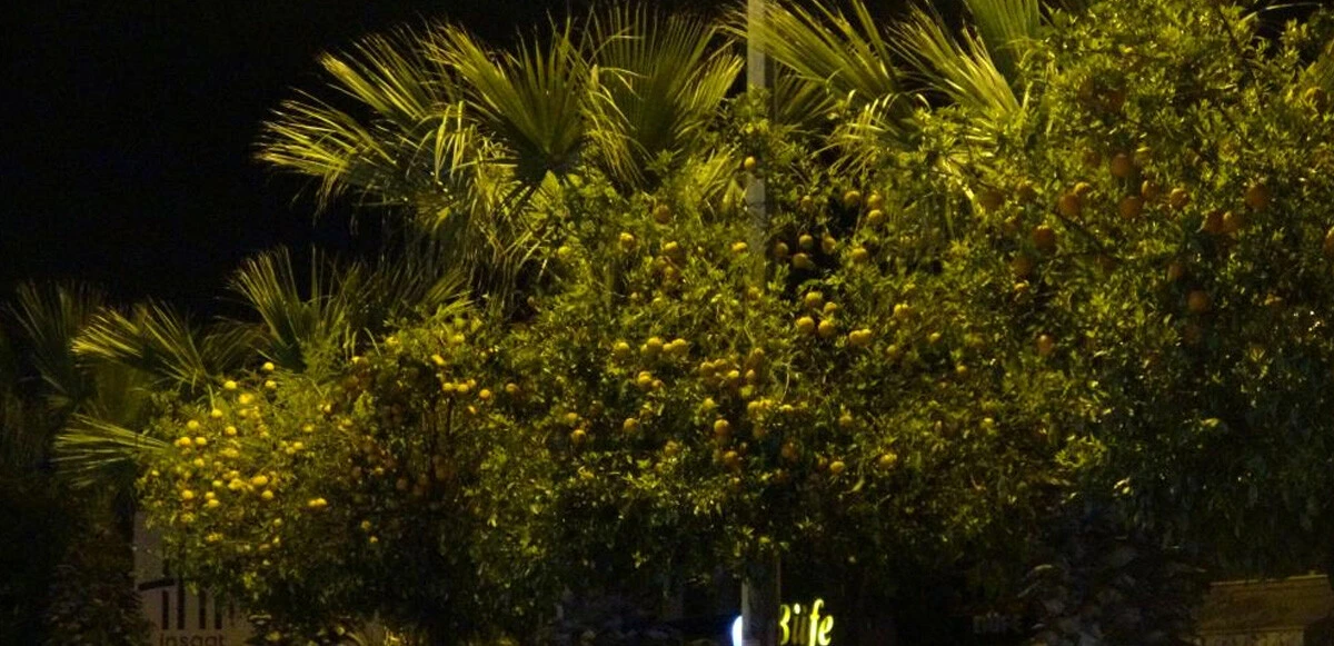 Refüjde turunç toplayan 3 kadın trafik kazasında öldü