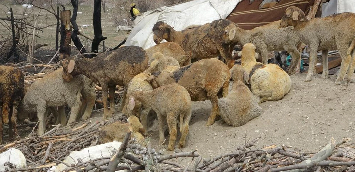 Yangında telef olan koyunlarının başında gözyaşı döktü