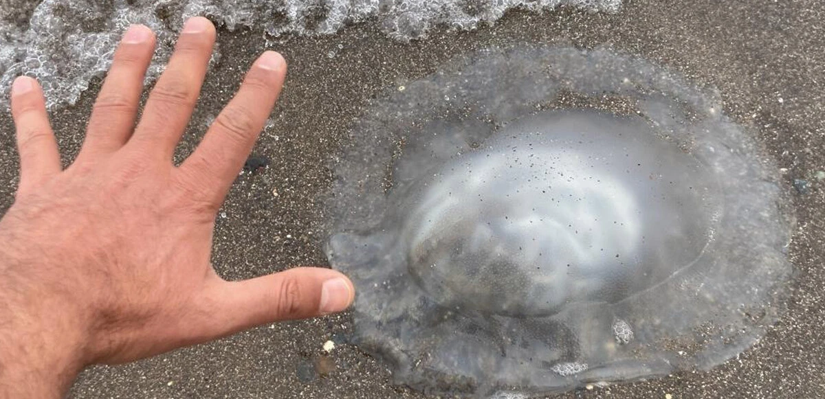 Kıyıya vuran ölü zehirli denizanaları temizleniyor