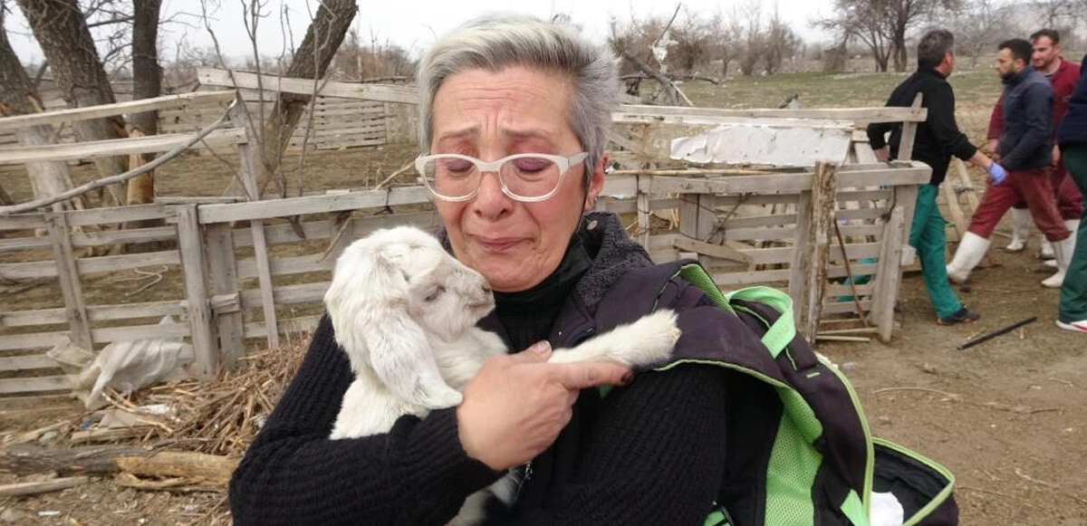 Yangında telef olan koyunlarının başında gözyaşı döktü