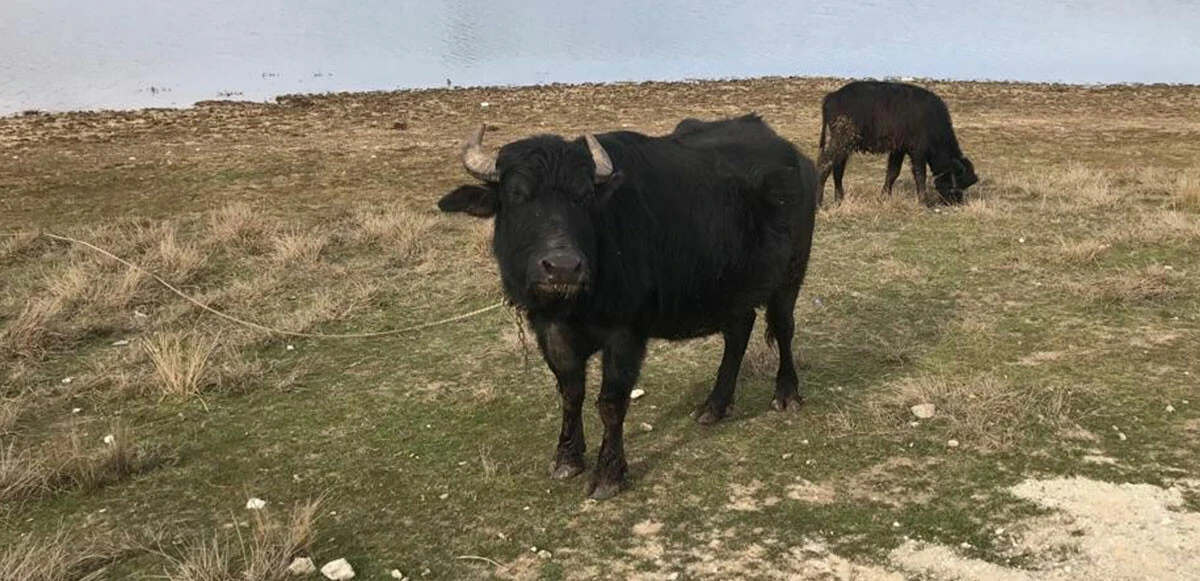 Cumhurbaşkanı Erdoğan önermişti: Doğal manda yoğurdunu Erdoğan'a ikram etmek istiyor