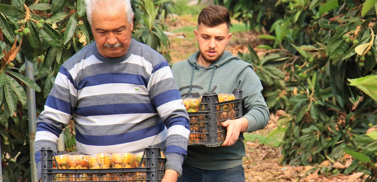 Yenidünya meyvesinin hasadı başladı: Kilosu 200 liradan satılıyor