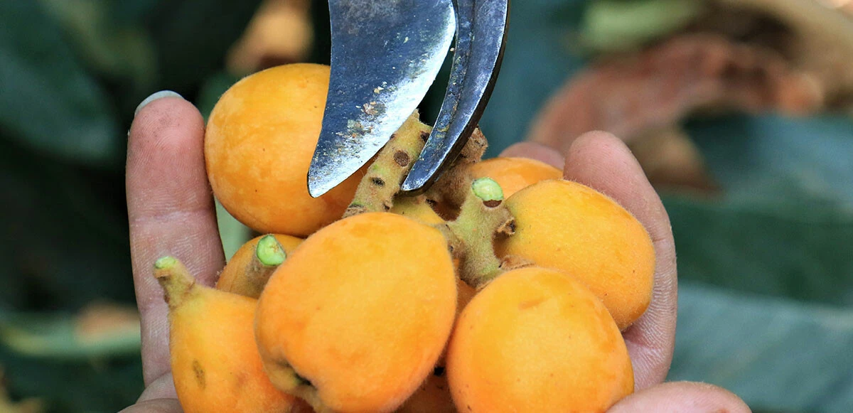 Yenidünya meyvesinin hasadı başladı: Kilosu 200 liradan satılıyor