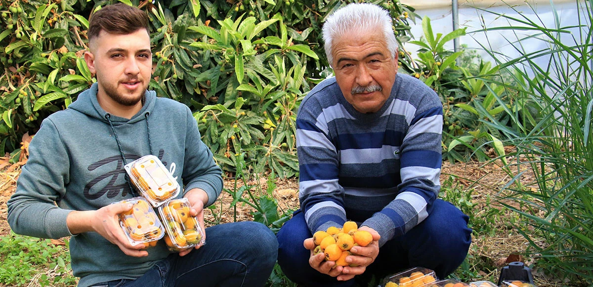 Yenidünya meyvesinin hasadı başladı: Kilosu 200 liradan satılıyor