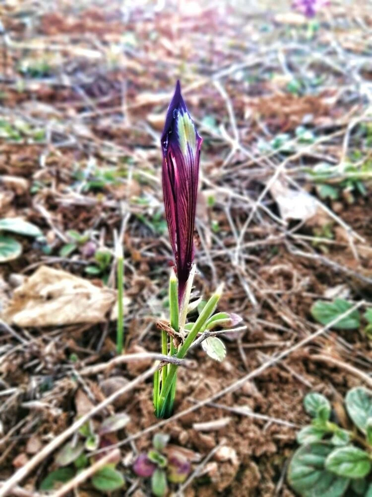 'Kır navruzu'nu koparana 109 bin TL para cezası