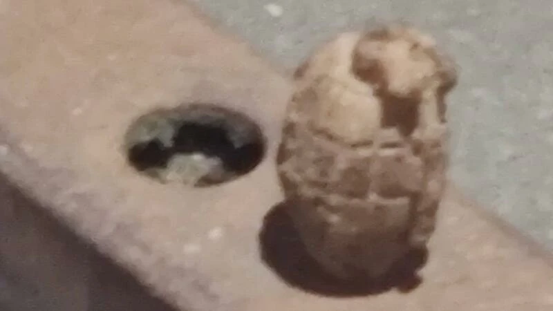 Cips fabrikasında patateslerin arasından çıkan şoke etti