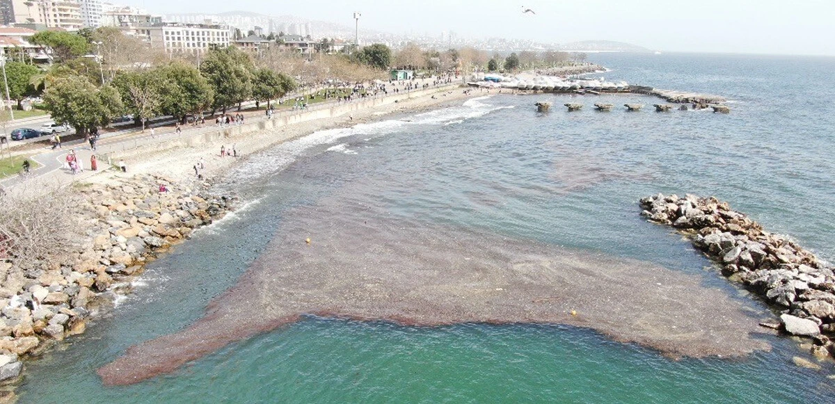 İstanbul’da denizdeki kirlilik 'müsilaj' alarmına neden oldu