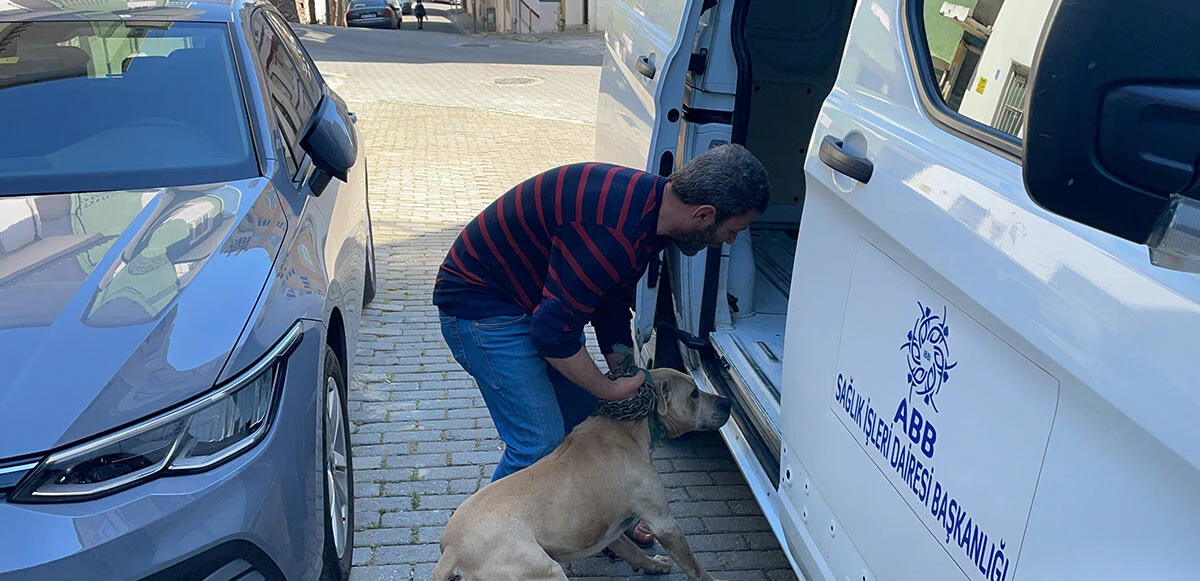 Bir pitbull vahşeti daha! Aydın'da kadın öğretmen yaralandı