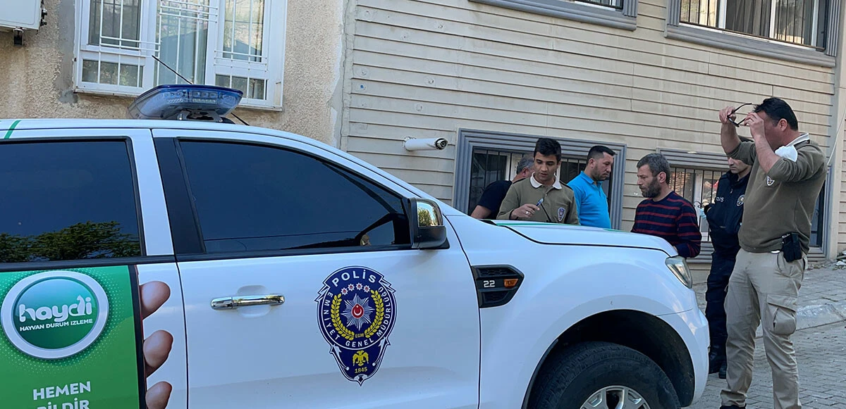 Bir pitbull vahşeti daha! Aydın'da kadın öğretmen yaralandı