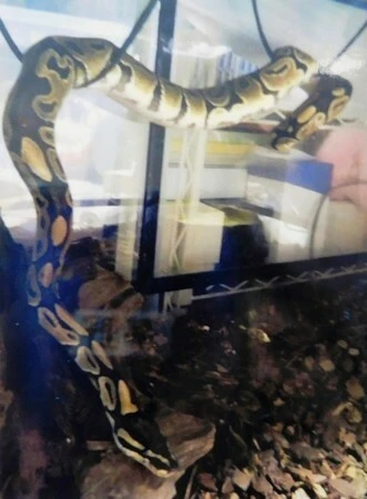 Dev piton sahibinin aracından kaçtı! Şehirde tedirgin günler