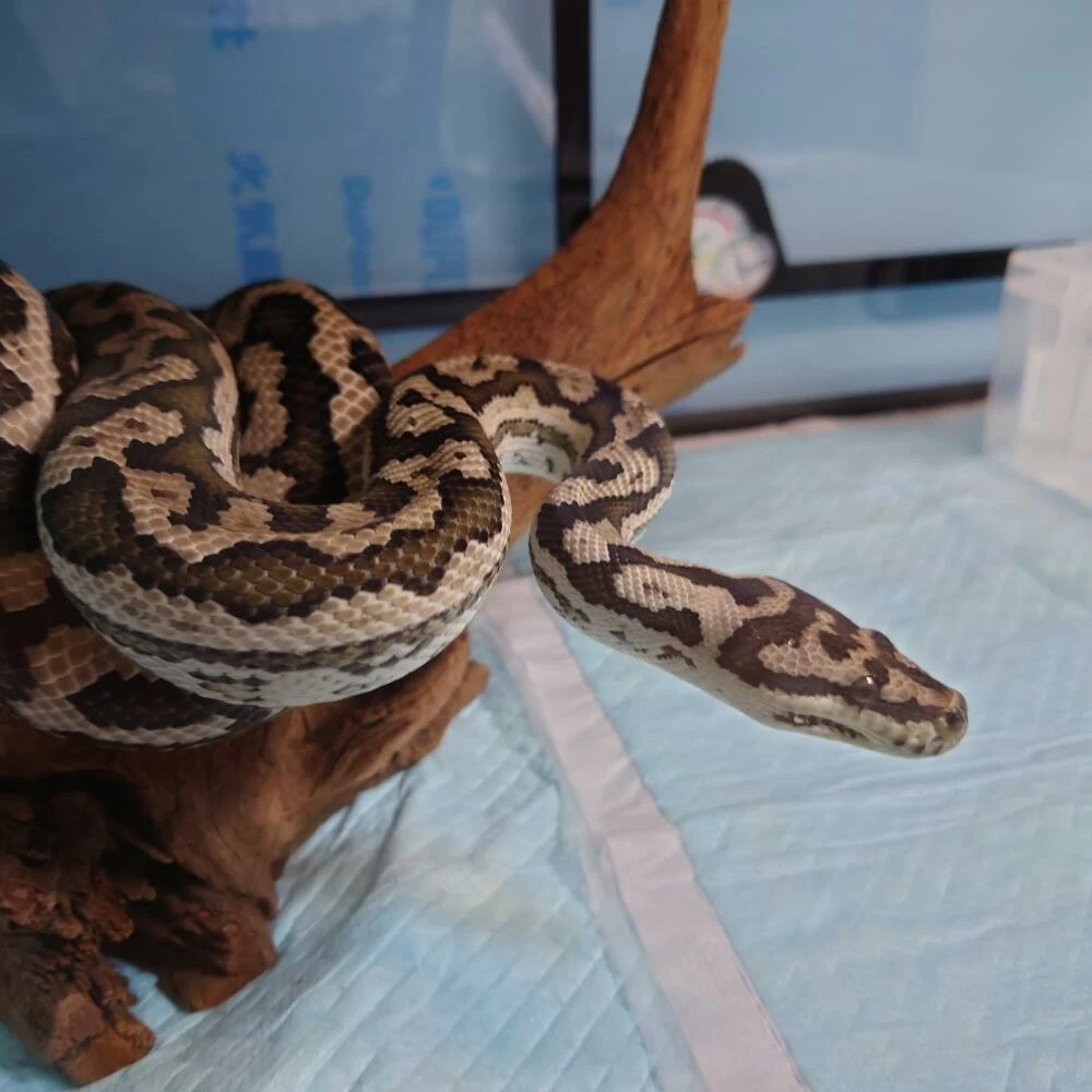 Kayıp dev piton bulundu! Şehirdekiler rahat nefes aldı