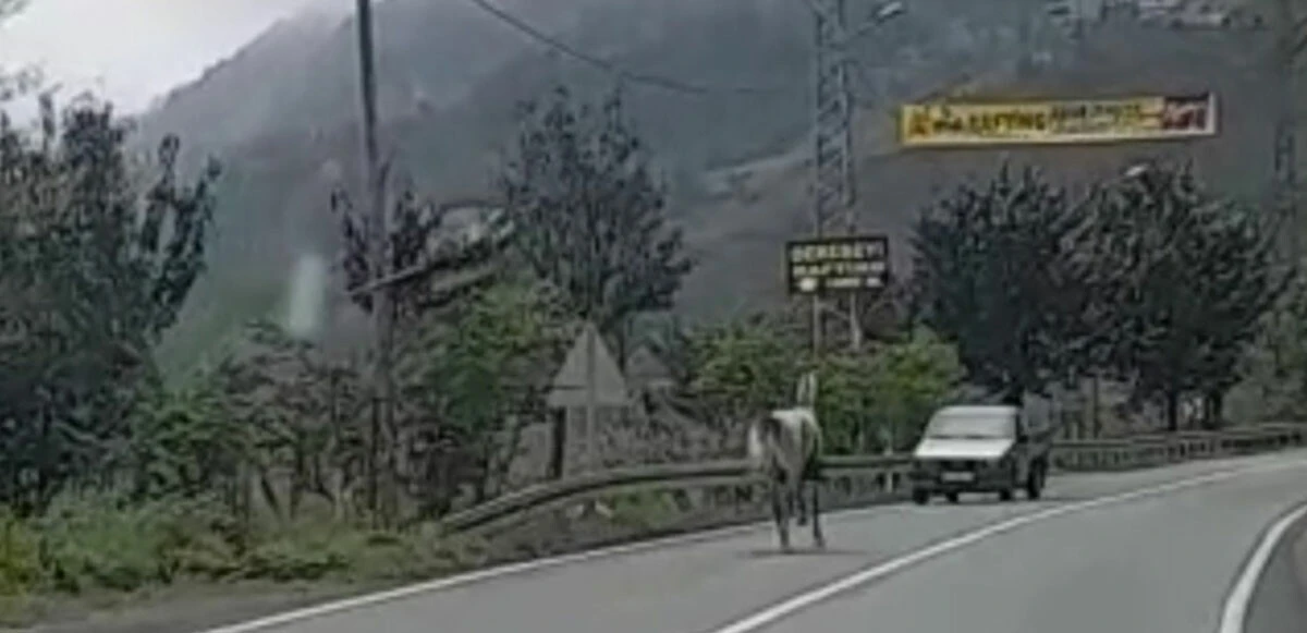 Rize'de karayolunda 4 nala at koşan at, sürücülere zor anlar yaşattı