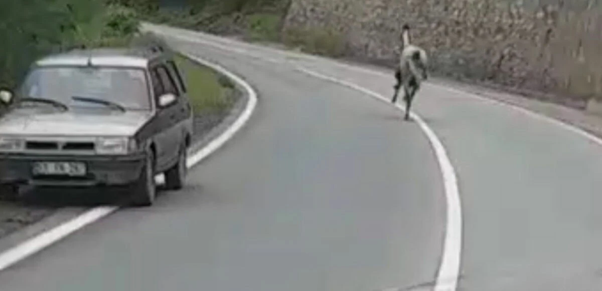 Rize'de karayolunda 4 nala at koşan at, sürücülere zor anlar yaşattı