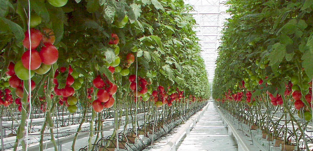 Fahiş fiyat oyununa darbe: Toprak kullanmadan tarım! Jeotermal sera hem ucuz hem kaliteli