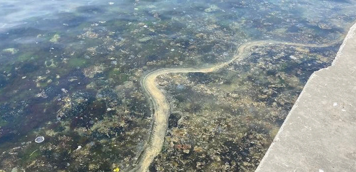 İstanbul sahillerinde endişelendiren görüntü: Müsilaj geri mi dönüyor?