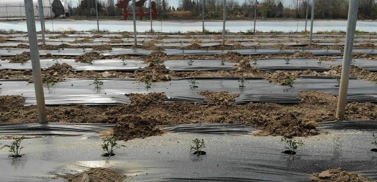 Geri sayım başladı! Ucuz sebzeye sayılı günler kaldı: Fiyatlar düşecek