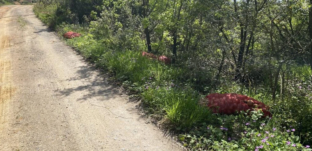 Ormana atılan çuval çuval soğan çürümeye terk edildi