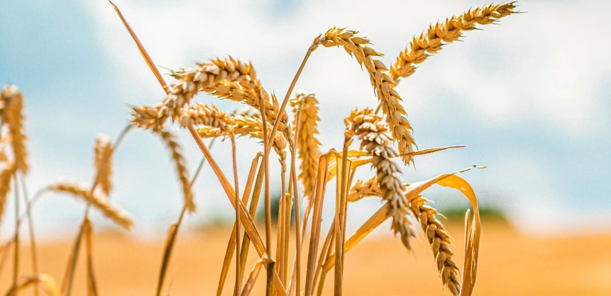 Dünya Bankası uyardı: Son 50 yılın en büyük krizi kapıda, buğday kıtlığı yaşanacak