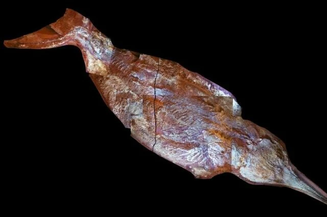 Araştırmacıların ağzı açık kaldı: Kazıdan dünyanın en büyüğü çıktı!