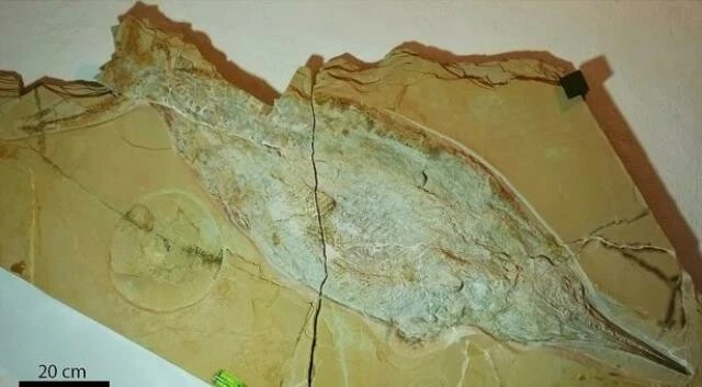 Araştırmacıların ağzı açık kaldı: Kazıdan dünyanın en büyüğü çıktı!