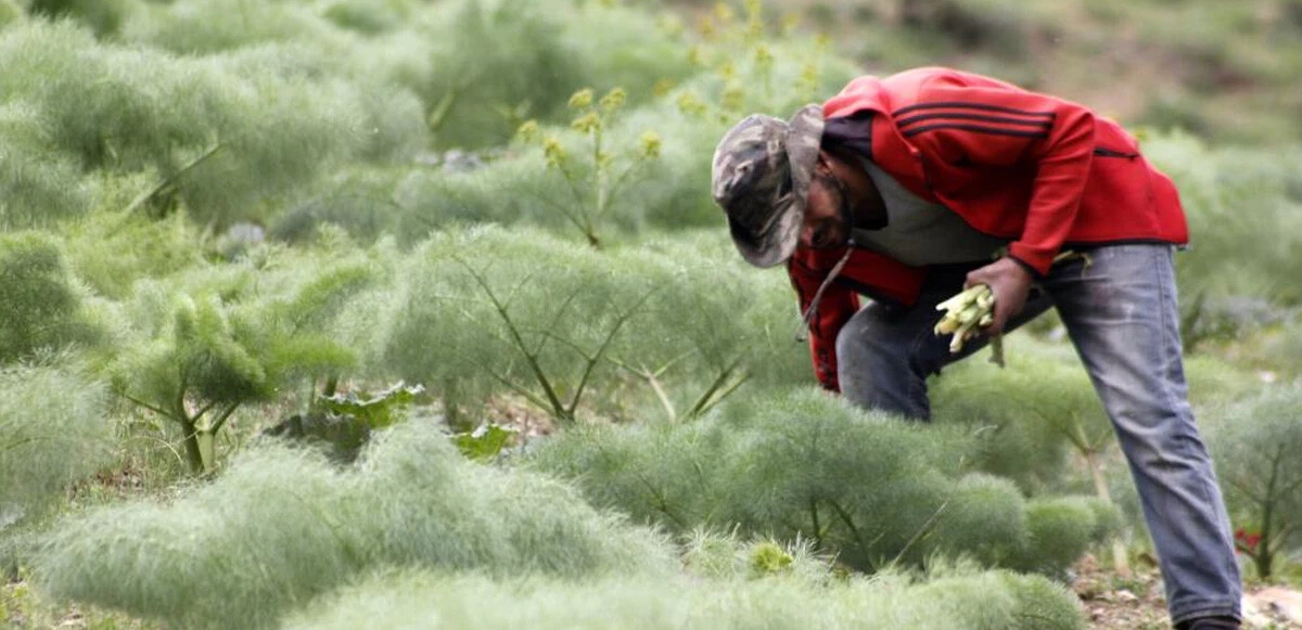 Şifa kaynağı ışkının kilosu 50 liradan satılıyor