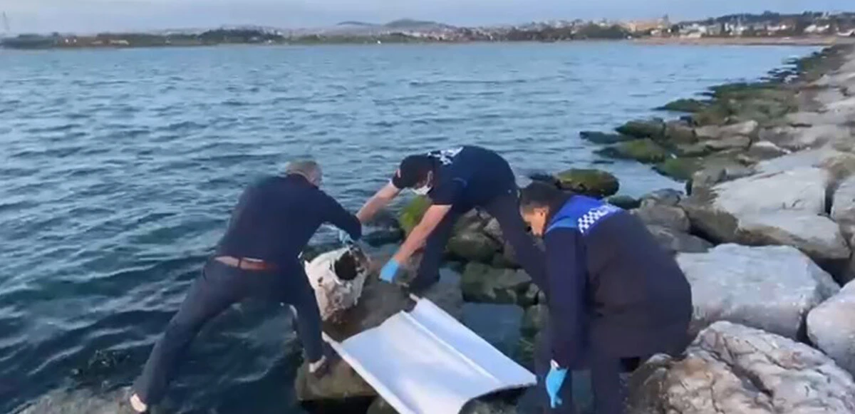 50 yıl sonra göründü: Dev orkinos balığı ekipleri harekete geçirdi