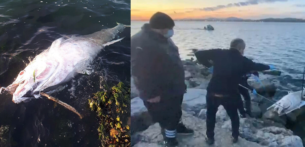 50 yıl sonra göründü: Dev orkinos balığı ekipleri harekete geçirdi