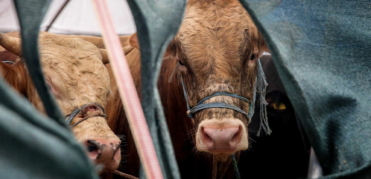 Kurban Bayramı’nda büyükbaş ve küçükbaş hayvan sıkıntısı olacak mı? Üreticiden ‘destek uzatılsın’ talebi
